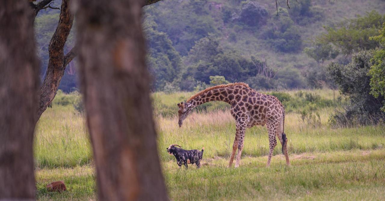 Caracal Lodge Alkmaar ภายนอก รูปภาพ